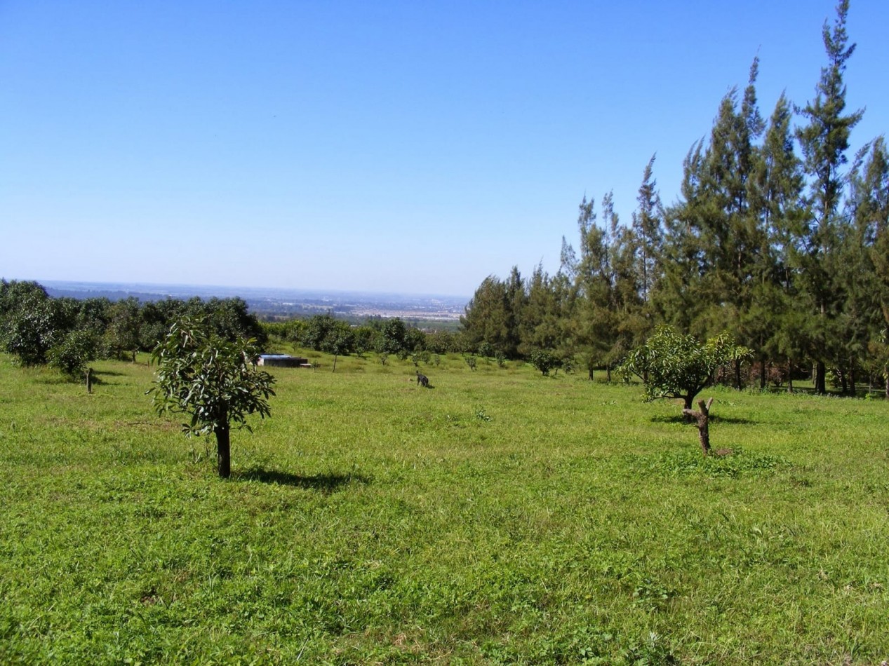 TERRENOS PRODUCTIVOS EN TAFI VIEJO - 2.4 HECTAREAS