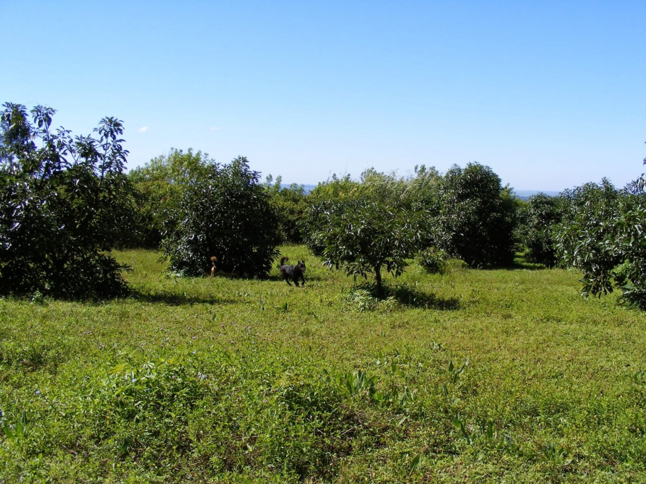 TERRENOS PRODUCTIVOS EN TAFI VIEJO - 2.4 HECTAREAS